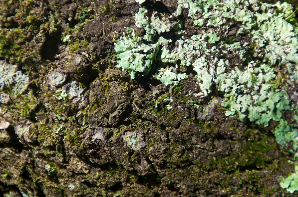 Oak tree bark up close — Stock Photo, Image