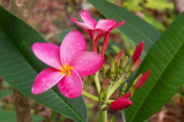 Живці квітів рожеві цвітіння — стокове фото