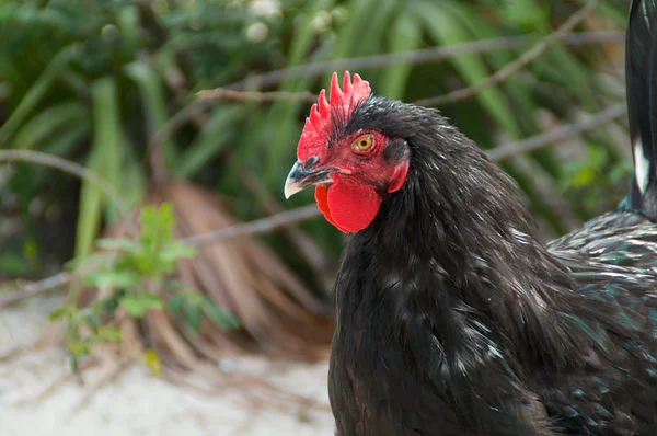 Profil för maran kuk kyckling — Stockfoto