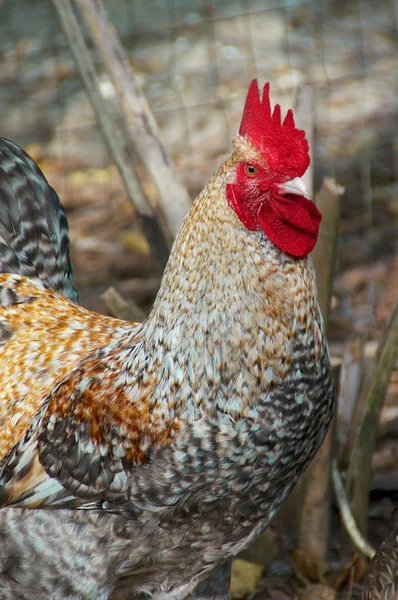 Färgglada fläckiga maran tupp kyckling — Stockfoto