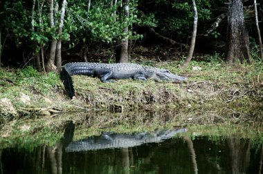 Timsah nehir üzerinde dinlenme
