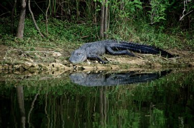 Timsah Nehri girmek üzere