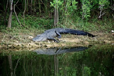 Timsah su girmek üzere nehir üzerinde