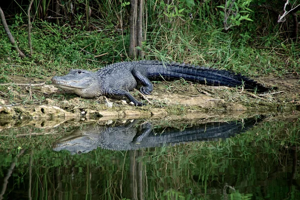 Alerta cocodrilo en la orilla del río — Foto de Stock