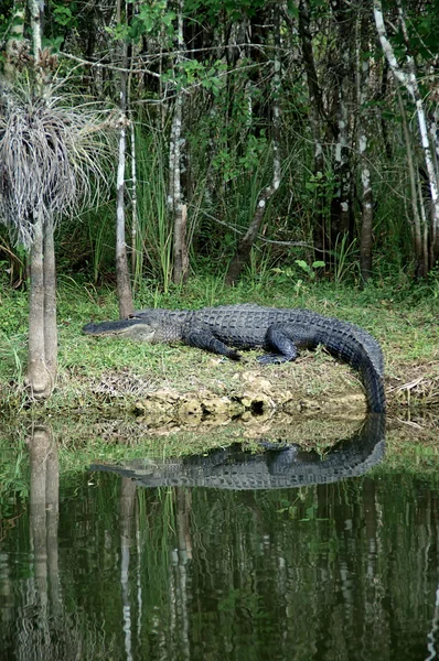 Gran cocodrilo en reposo en la orilla del río — Foto de Stock