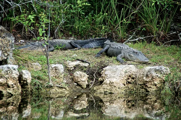 Dos caimanes en reposo en la orilla del río — Foto de Stock
