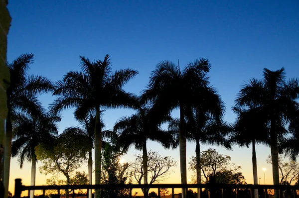 Solnedgång med palmer i estero florida — Stockfoto