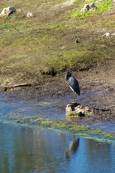 Цветная цапля на краю воды — стоковое фото