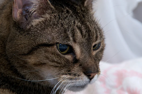 До ближайшего портрета красивой бенгальской кошки — стоковое фото