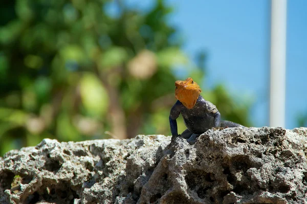 Red-headed rock agama lizard looking at viewer — Stock Photo, Image