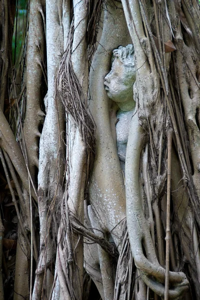 Socha dítěte v banyon stromové pasti — Stock fotografie