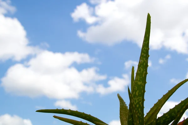 Алоэ вера растение против голубого неба — стоковое фото