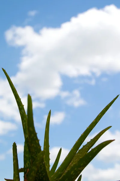 Aloe vera rostlina proti mrak plný modrá obloha — Stock fotografie