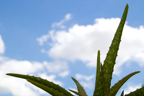 Curación aloe vera planta contra el cielo azul —  Fotos de Stock