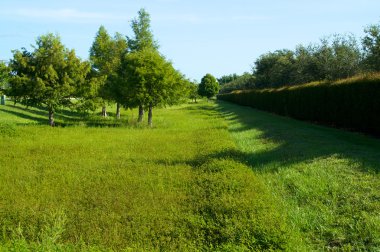 hedge Florida ile yeşil alan