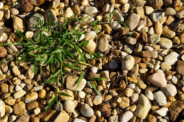 Pedras de rio com remendo de fundo grama — Fotografia de Stock