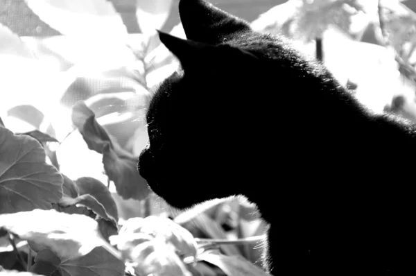 Μαύρο υψηλής αντίθεσης γάτα στον κήπο — Φωτογραφία Αρχείου