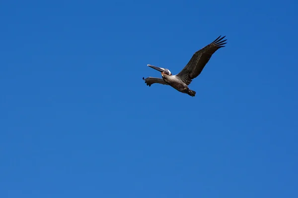 Пеликан против голубого неба — стоковое фото
