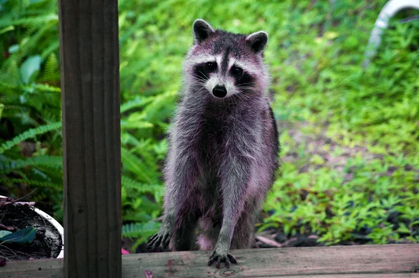 Curious raccoon standing on stair — Stock Photo, Image