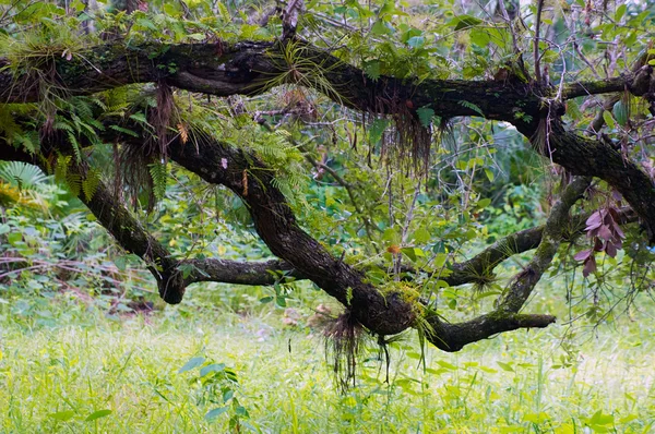 Kronkelende eiken takken in sub tropen — Stockfoto