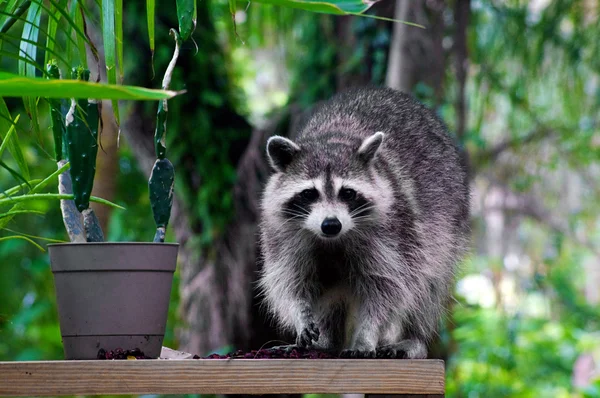 Wild raccoon looking at viewer — Stock Photo, Image