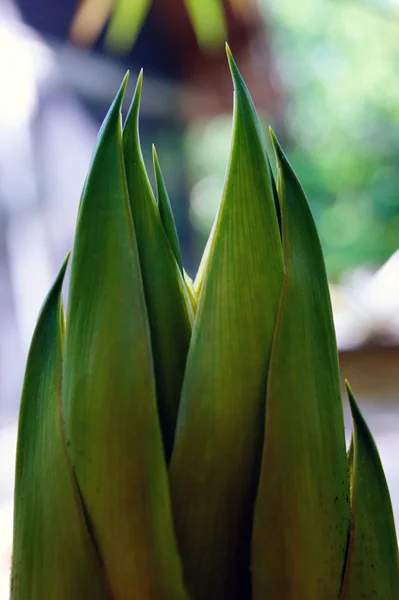 Tampo de bambu — Fotografia de Stock