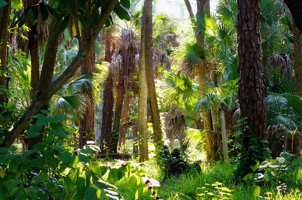 カラフルな亜熱帯林の朝 — ストック写真