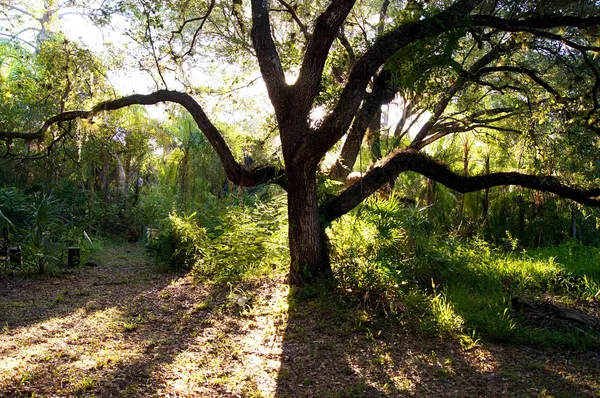 Backlit oak tree in morning — Stock Photo, Image
