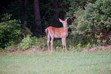A baby white tailed deer standing alert at edge of wood. Spotted fawn with big ears in forest.