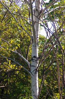 Early morning view of Aspen tree at the edge of the forest.