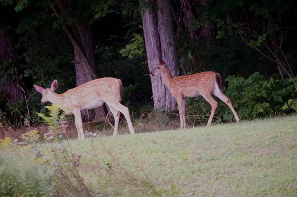 Two Young White Tailed Deer Walking Edge Forest Side View — Fotografia de Stock