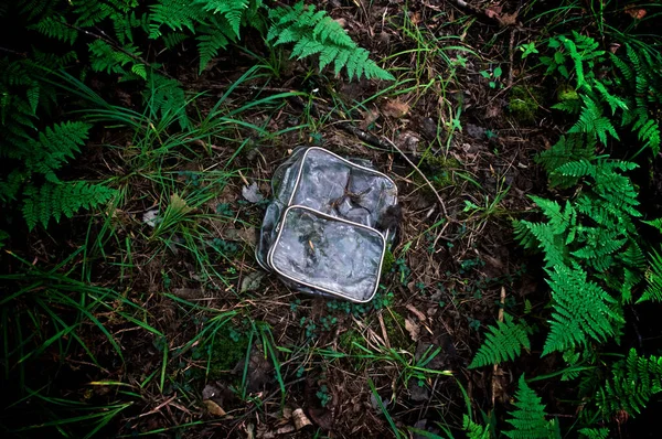 Looking Old Plastic Abandoned Backpack Forest Floor Surrounded Ferns — Stock Fotó