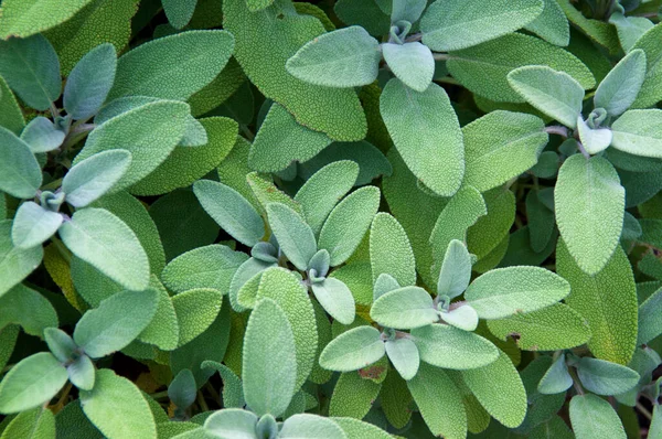 Top View Healthy Organic Kitchen Sage Plant Growing Garden Sunny — Zdjęcie stockowe