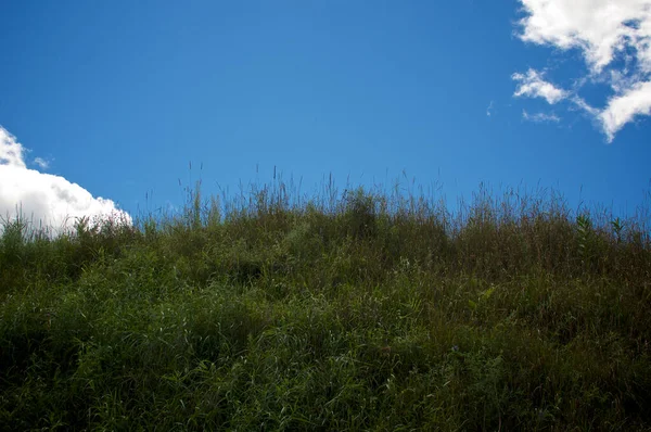 Low Angle View Looking Hill Covered Tall Thick Lush Grass — Fotografia de Stock