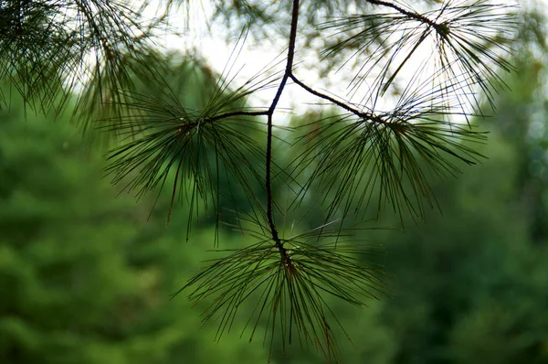 Branch White Pine Tree Hanging Outdoors Forest Creating Abstract Design — 스톡 사진