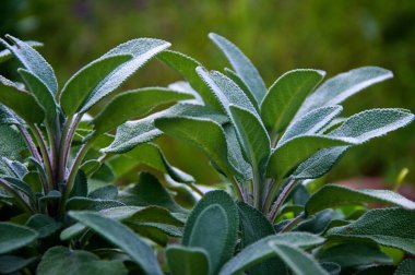 Eye level view of healthy, organic, kitchen sage herb plant growing in garden, morning light.