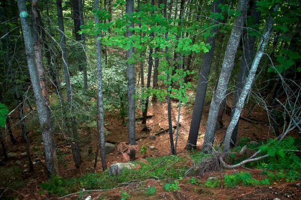 High Angle View Looking Valley Tall Pine Other Trees Dappled — Stock Photo, Image