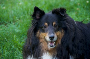 Sheltie olarak da bilinen güzel siyah, bronz tenli ve beyaz Shetland çoban köpeğinin portresi otların üzerinde yatan izleyiciye bakıyor..