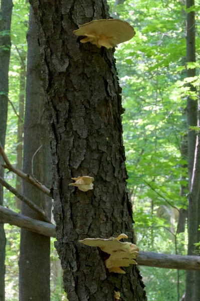 Three Edible clusters of chicken of the forest mushroom growing on hemlock tree in wilmington new york.