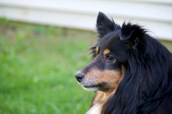 Portrait Des Schönen Schwarzen Braunen Und Weißen Shetland Schäferhundes Auch — Stockfoto