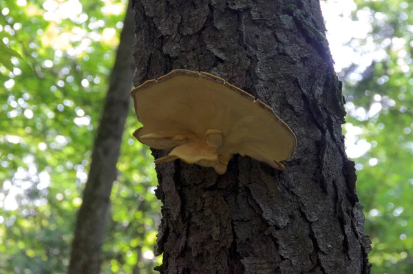 纽约州威明顿市铁杉树上的森林蘑菇大肉鸡 — 图库照片