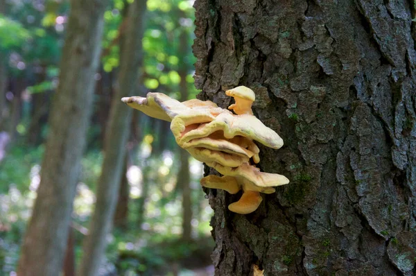 Edible cluster of chicken of the forest mushroom growing on hemlock tree in wilmington new york.
