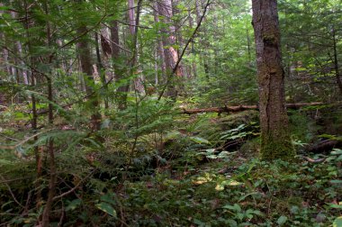 Silver Lake Bataklığı 'ndaki manzara. Au Sable Forks' ta yaz sonu New York 'ta sıkıcı bir orman..