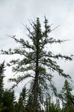 New York, Au Samur Çatalları 'nda bulutlu bir yaz günü, Boreal Ormanı' ndaki büyük bir tarla ağacına bakıyorum. Tamarack olarak da bilinir.