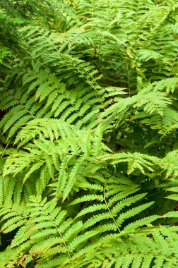 Çimenli yeşil eğrelti otları, Adirondack Region 'daki Au Samur Çatalları' ndaki Boreal Ormanı 'nın görüntüsünü dolduruyor..