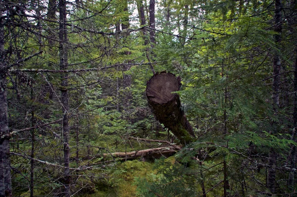 Ένα Ψηλό Κομμένο Δέντρο Γέρνει Προς Κάτω Και Αναπαύεται Ένα — Φωτογραφία Αρχείου
