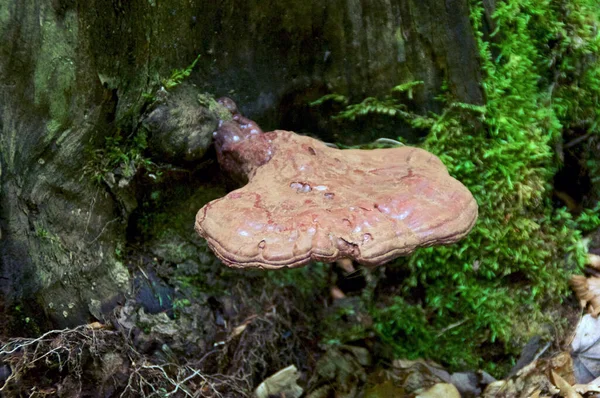 Ağaçta Yetişen Büyük Reishi Mantarı Ilaç Olarak Kullanılır Ayrıca Ganoderma — Stok fotoğraf