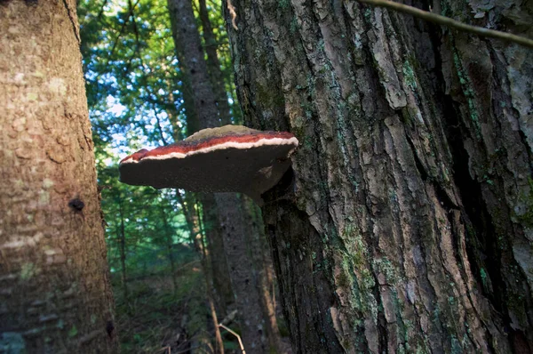 Grande Cogumelo Poliporo Cintura Vermelha Crescendo Árvore Mostrando Gotas Formando — Fotografia de Stock
