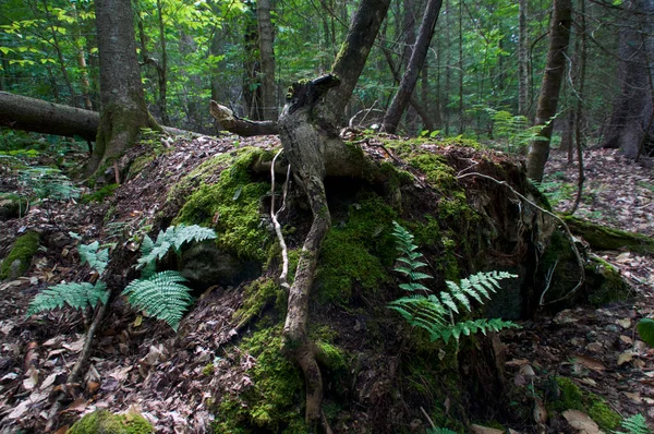 Grand Rocher Milieu Une Forêt Boréale Sauvage Couverte Mousse Fougères — Photo