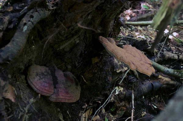 Duże Grzyby Reishi Rosnące Drzewie Borealnej Leśnej Dziczy Stosowane Medycynie — Zdjęcie stockowe